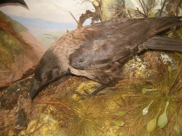 3crows1 [640x480].jpg